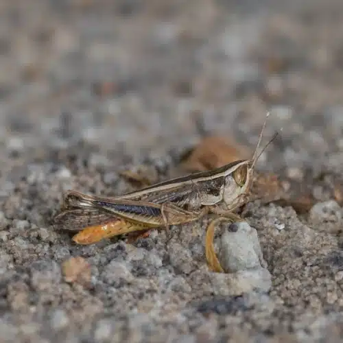 Brown Grasshopper