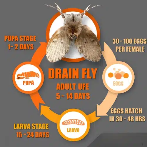 Complete Life Cycle of Drain Flies