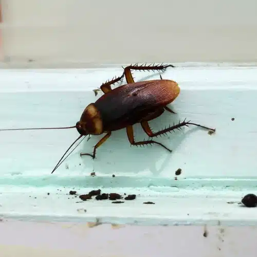 cockroach nest dropping