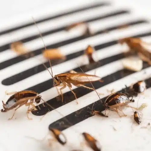 Natural Cockroach Baits