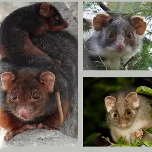 types of possums
