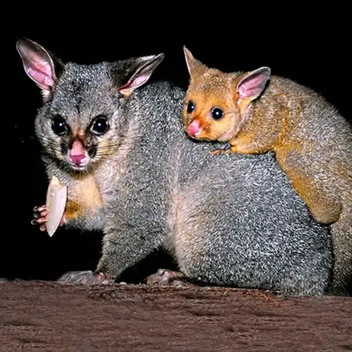 possum life cycle