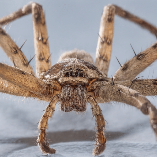 Are Huntsman Spiders Dangerous