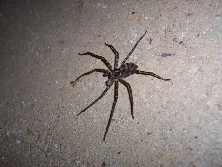 Huntsman Spider