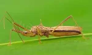 Assassin Bug Close Up