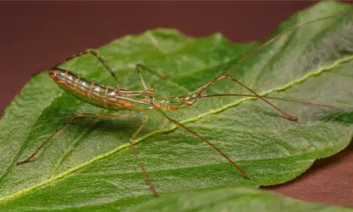 Assassin Bugs Life Cycle