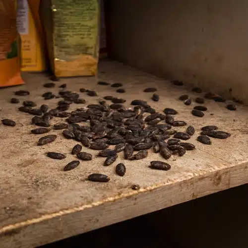 Rat Poop