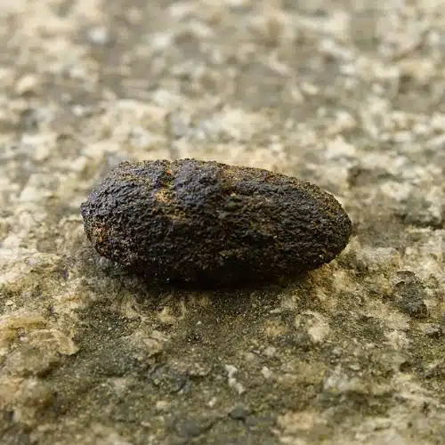 Possum Poop