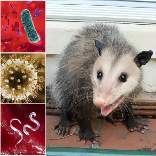 Possum Droppings