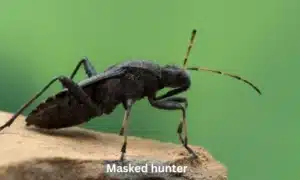 Masked hunter