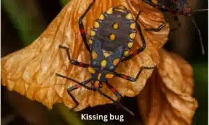Kissing bug