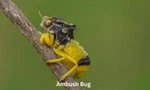 Ambush Bug