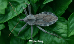 Wheel bug
