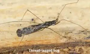 Thread-legged bug
