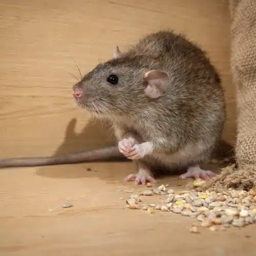 Rodent Control in Gymea