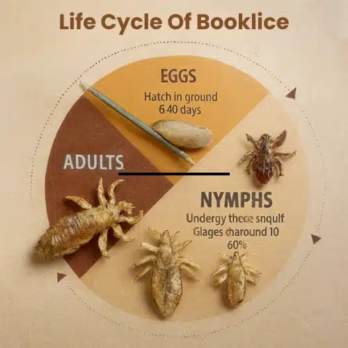 Lifecycle of Booklice