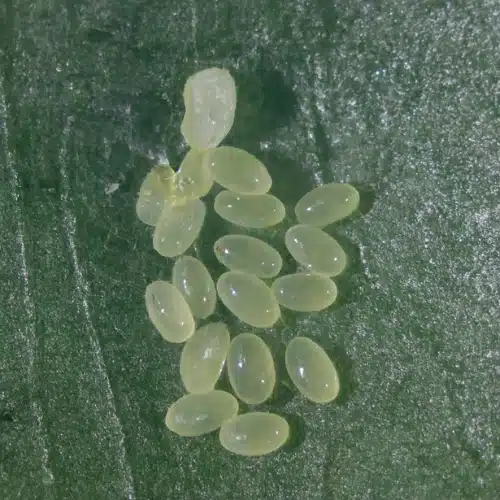 Booklice Eggs