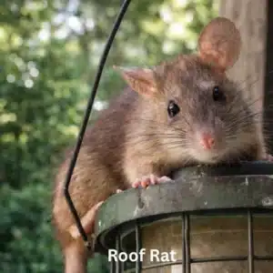 Roof Rat