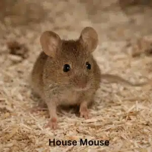 House Mouse