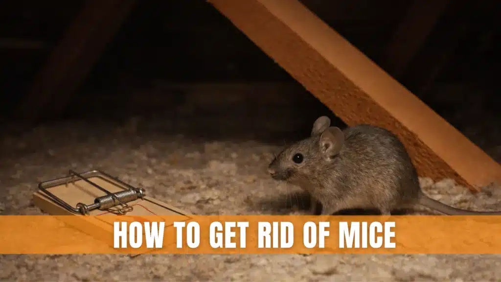 How To Get Rid Of Mice