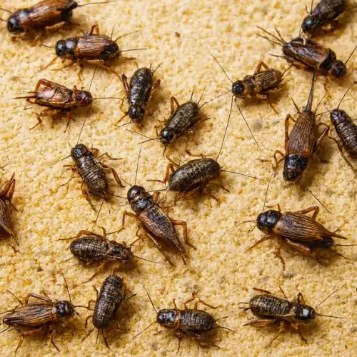 House Cricket (5)