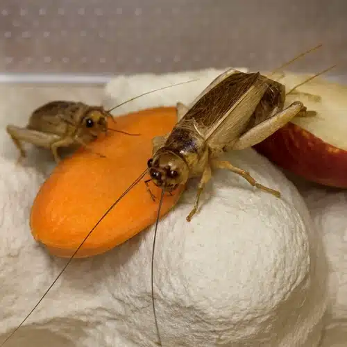 Crickets