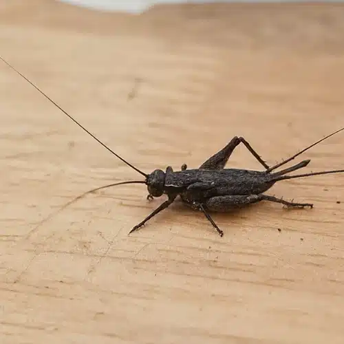 crickets