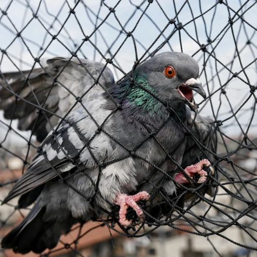 Bird Control in Cecil Hills