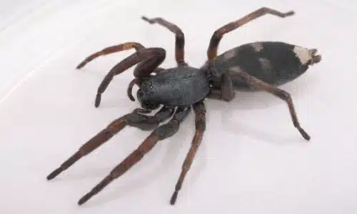 white-tail spider