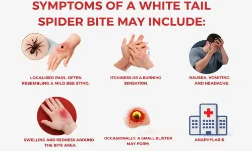 Symptoms of a white-tail spider bite