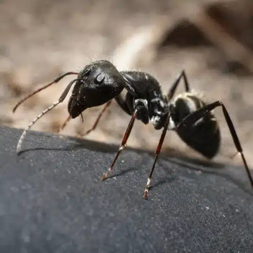 Carpenter Ant