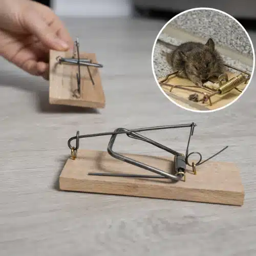 Where to Place Mouse Traps