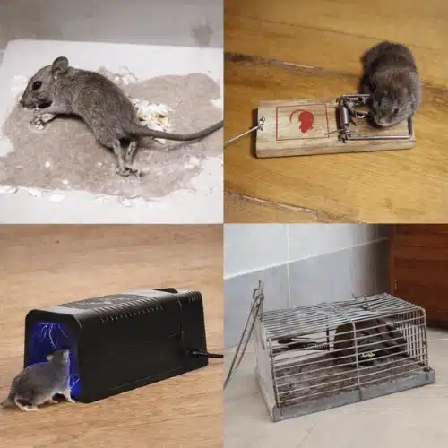 Types of Mouse Traps