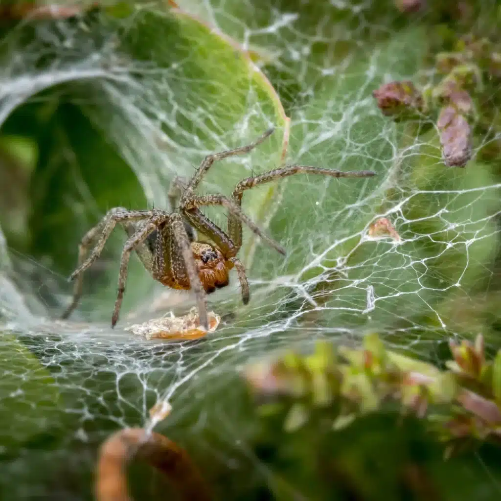 Spider Pest Control Sydney