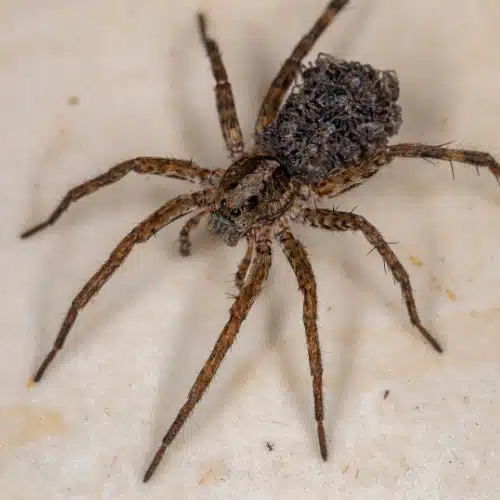 Spider Treatment