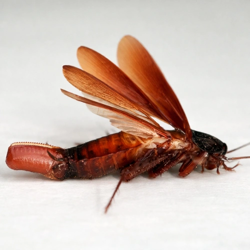 What Is a Flying Cockroach?