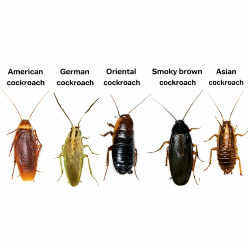 Types of Roaches That Can Fly