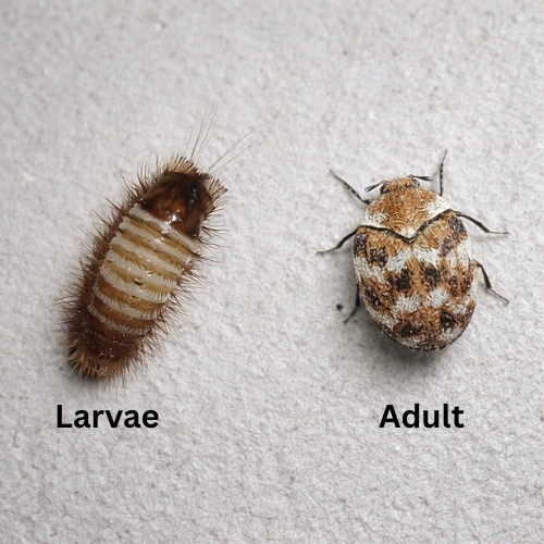 Carpet beetle larvae