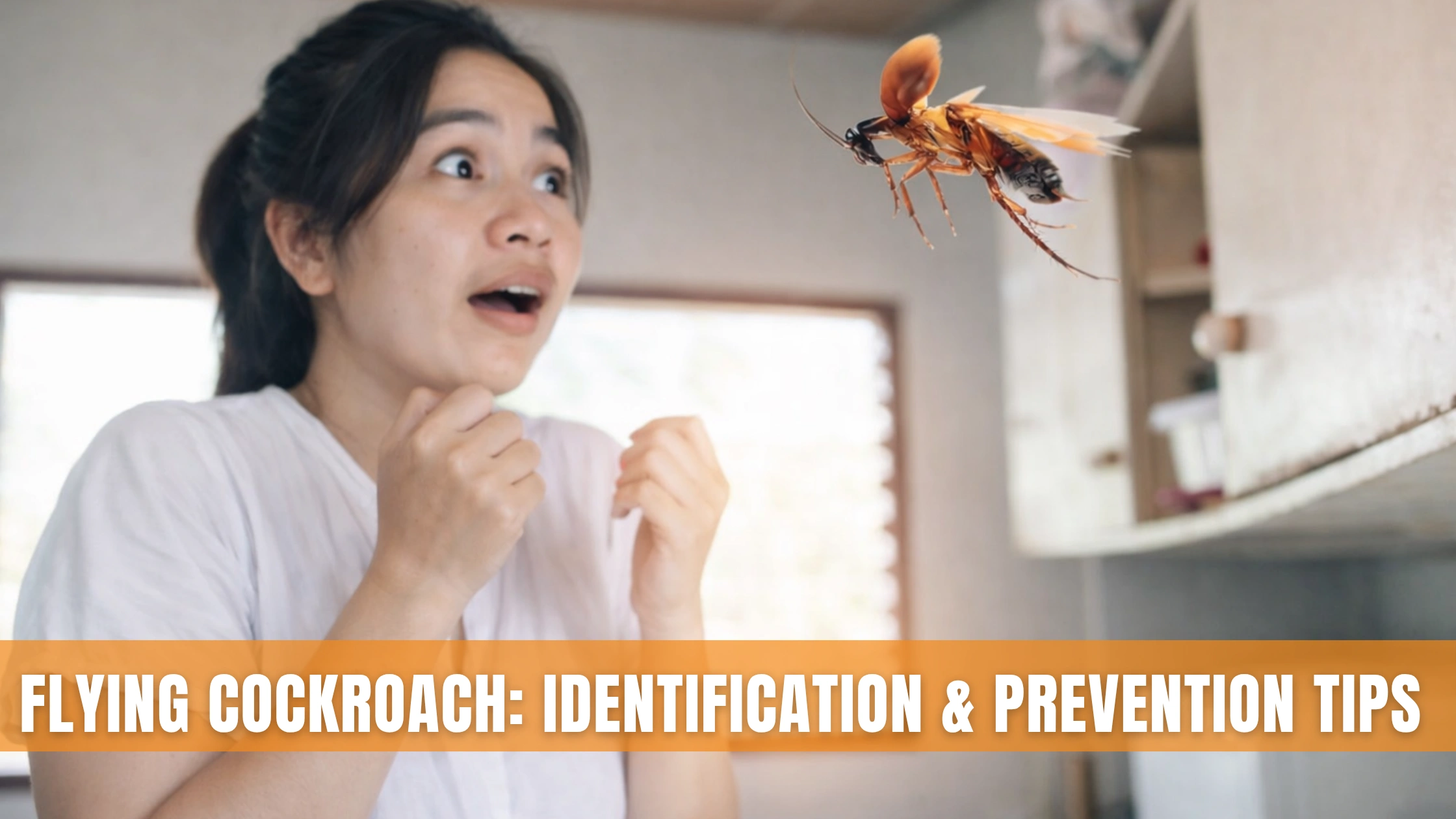 Flying Cockroach Guide | Why They Fly & How to Get Rid Fast