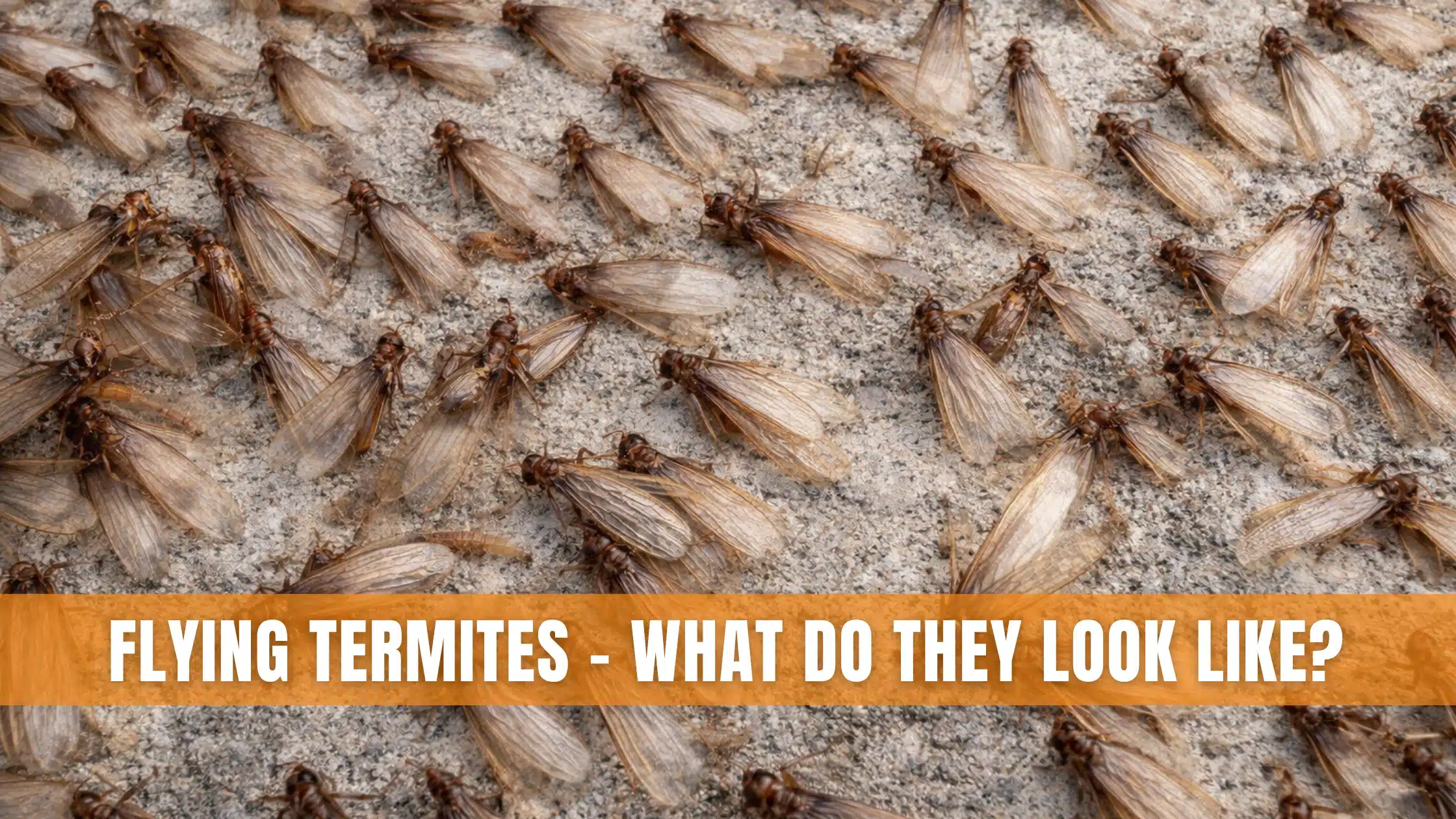 Flying Termites