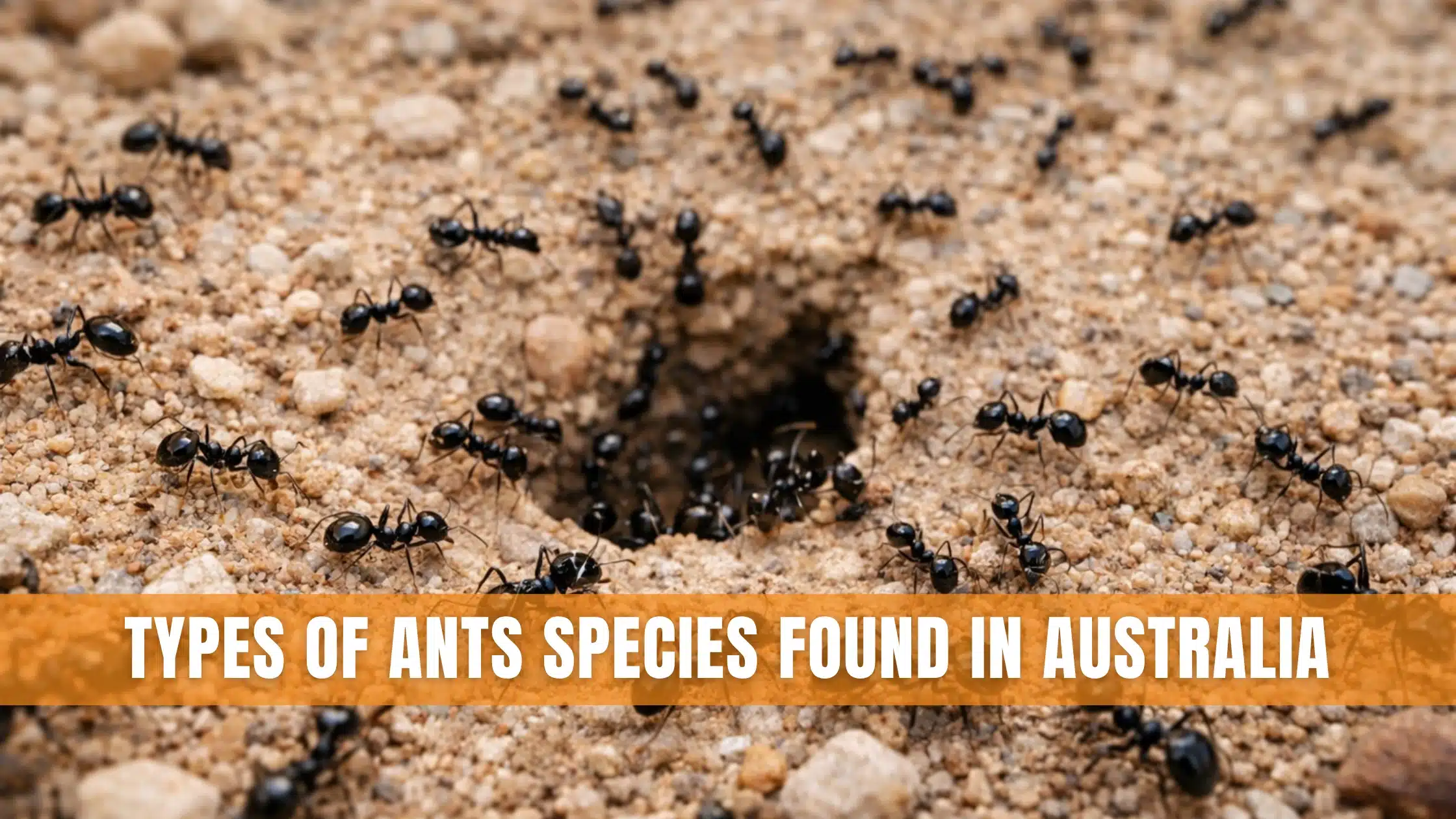 Types Of Ants