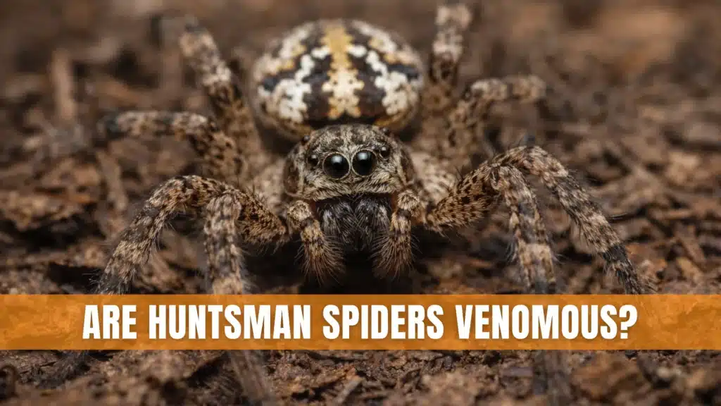 Are Huntsman Spiders Venomous?
