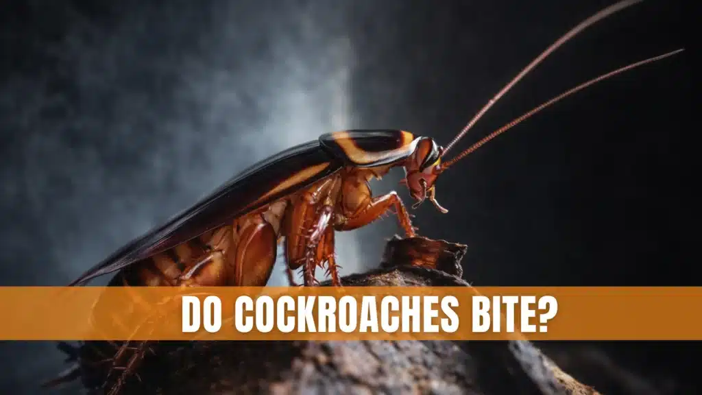 Do Cockroaches Bite