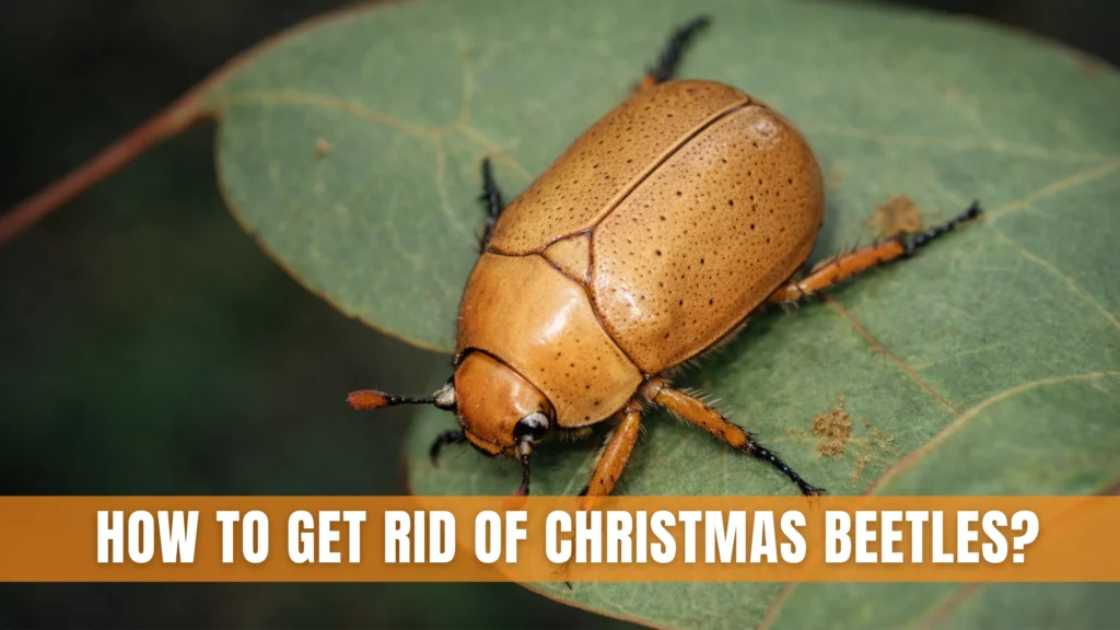 How To Get Rid of Christmas Beetles
