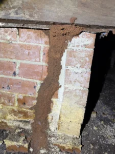 termite mud tubes on brick wall pest control Sydney