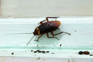 cockroach close up inside home cockroach control Sydney
