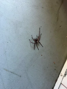 house spider on wall indoors Sydney spider control pest control