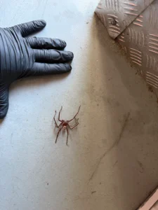 large house spider inspection indoors Sydney spider control pest control