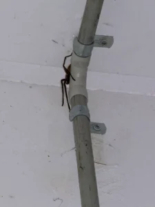 spider hiding near pipe indoors Sydney spider control pest control