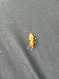 termite worker close up Sydney termite control pest inspection